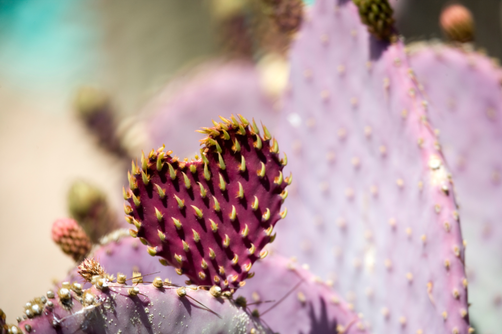 Cactus heart healing in nature that is grounding and calming.